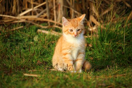 Young cat red cat domestic cat