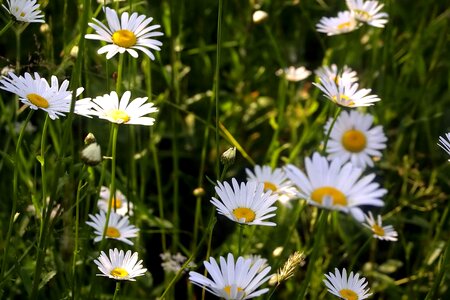 Blossoming flowers grass plants
