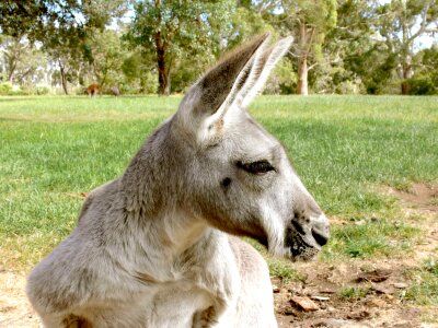 Australia wildlife mammal photo