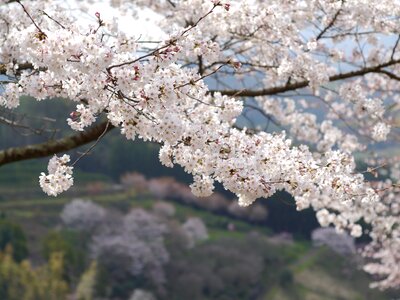 Kumamoto cherry blossoms mountain