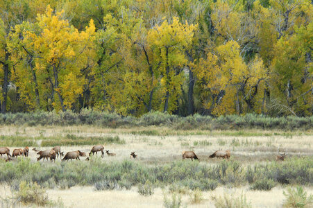 Rocky Mountain elk herd in a field of Fall Cottonwoods-4 photo