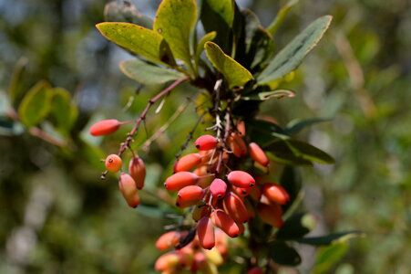 Berberis vulgaris photo