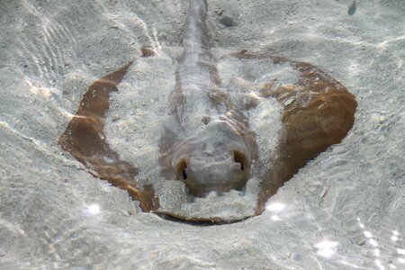 Beach rays sting rays photo