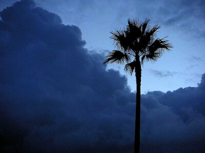 Morning palm trees