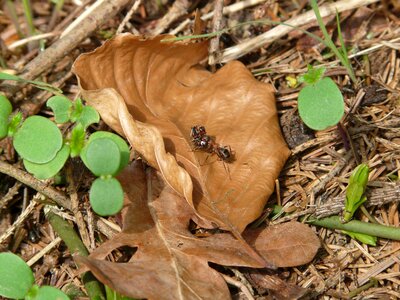 Wood ant ant nature photo