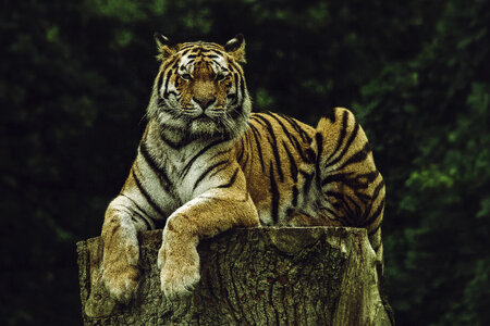 A Tiger Resting on a Tree Trunk photo