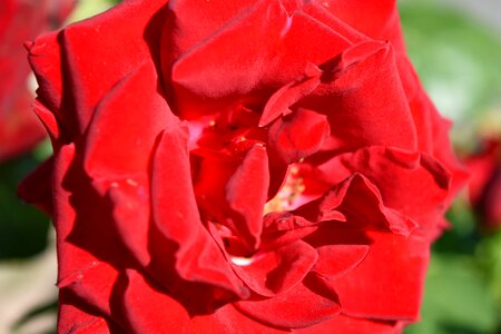 Reddish shrub rose photo
