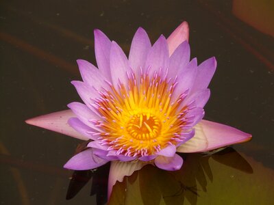 Bloom purple flower