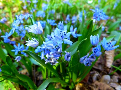 Blossom bloom blue