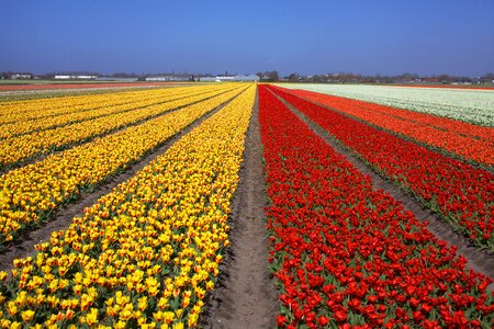 Netherlands dutch flower photo