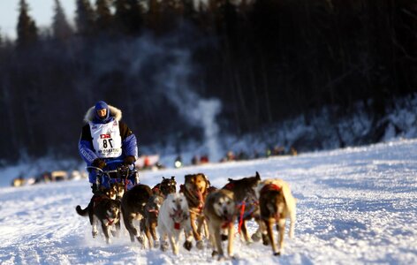 Animal canine cold photo