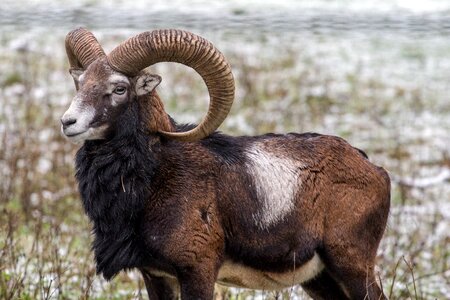 Capricorn wild animals