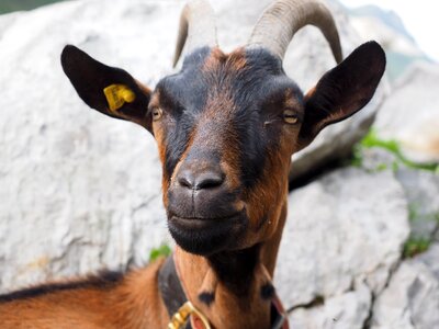 Domestic goat satisfied capra aegagrus hircus photo