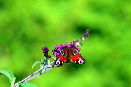 Animal arthropod beautiful photo