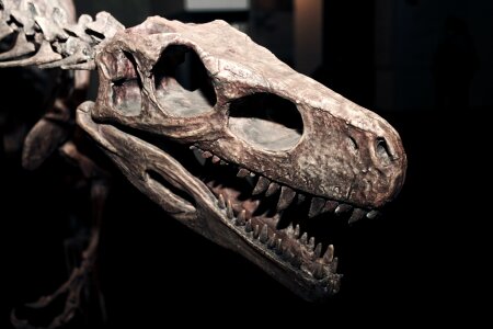 Tyrannosaurus tooth dino