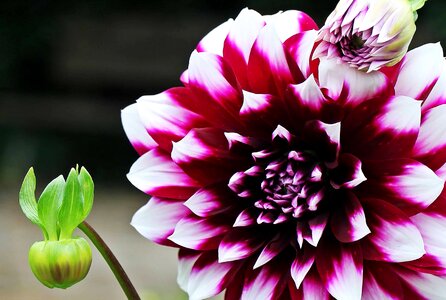 Flora garden horticulture