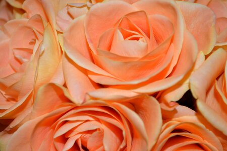 Affection beautiful flowers biology