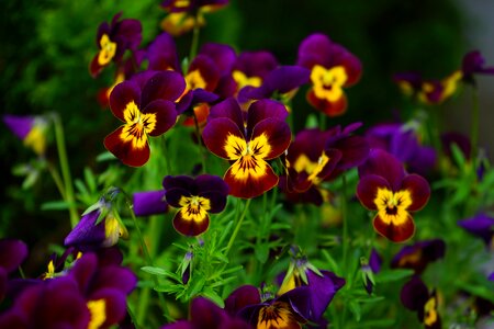 Bloom yellow violet photo