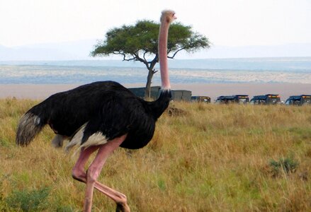 Ostrich cars animals
