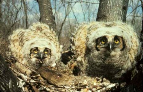 Great great horned owl horned owl