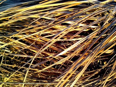 Aquatic grass plants structure