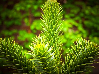 Beautiful Photo branch dark green