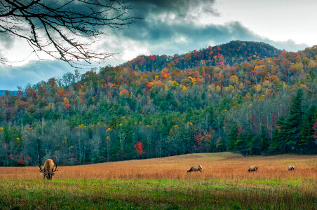 Autumn forest with Elk in the foreground in North Carolina photo