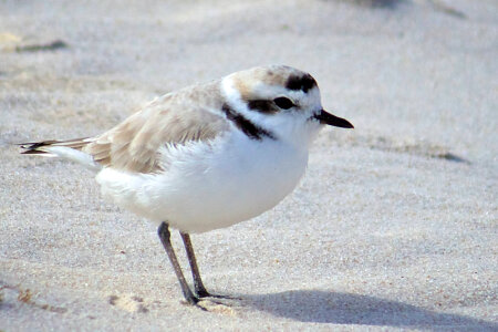 Snowy Plover