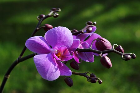 Bloom purple violet