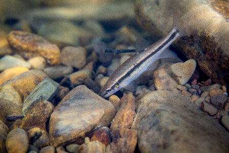 Eastern blacknose dace-3