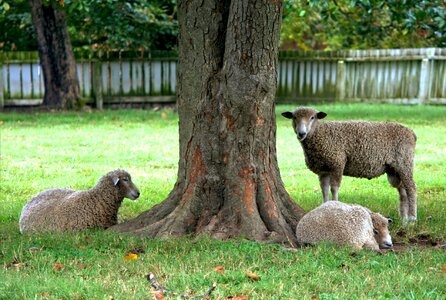 Mammals flock sitting