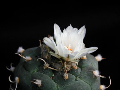 Blossom cactus white