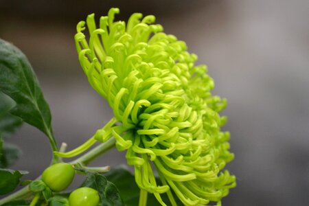 Bloom green green leaves