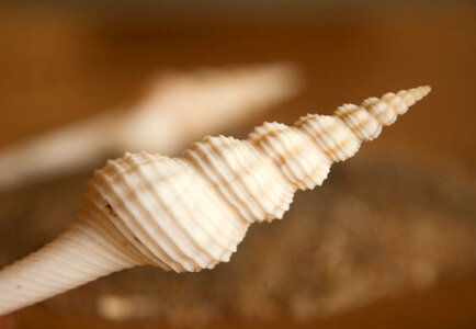 Sea Shells Closeup photo