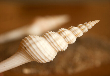 Sea Shells Closeup