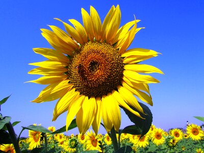 Blooming yellow petals