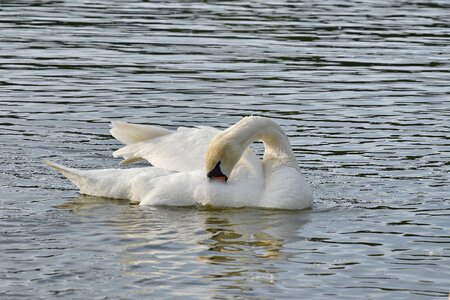 Feather swan swimming
