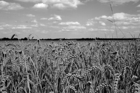 Harvest wheat grain