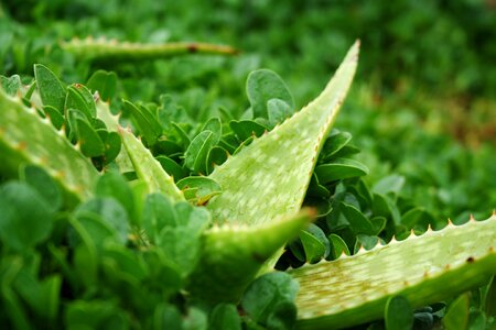 Leaf herb flora photo