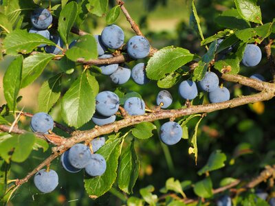 Bush fruit blackthorn