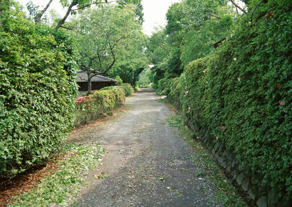 the way in forest photo