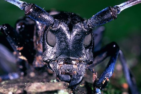 Anoplophora beetle bugs