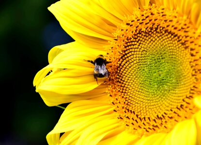 Agricultural agriculture beautiful flowers