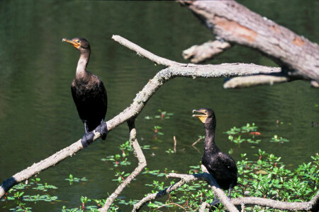 Cormorants photo