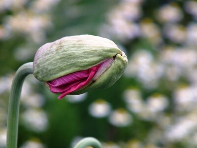 Pink green blossom photo