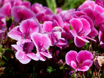 Noble pelargonium english geraniums geranium