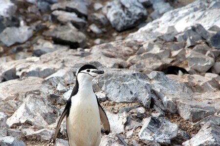 Animal bird penguin photo