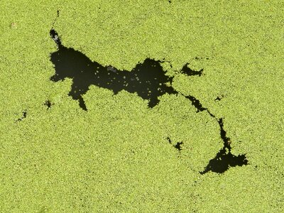 Plants water surface