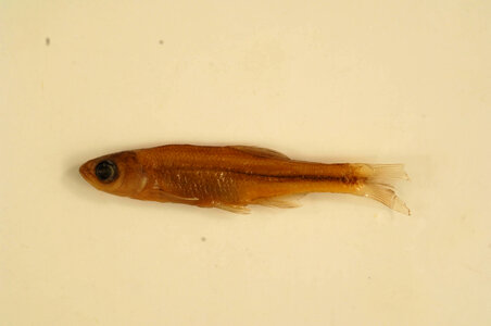 Lythrurus fumeus
