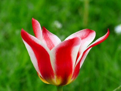 Tulpenbluete flower colorful